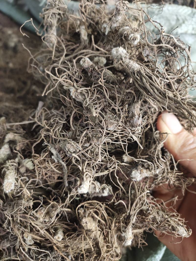 野生地胆头草鞋根地斩头煲汤料，统货
