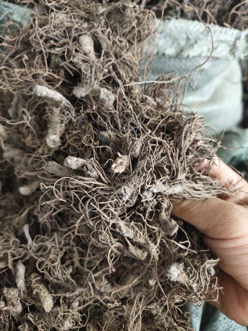 野生地胆头草鞋根地斩头煲汤料，统货