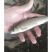 草鱼苗，场地大鱼苗规格齐全货到付款，送货上门，诚信经营