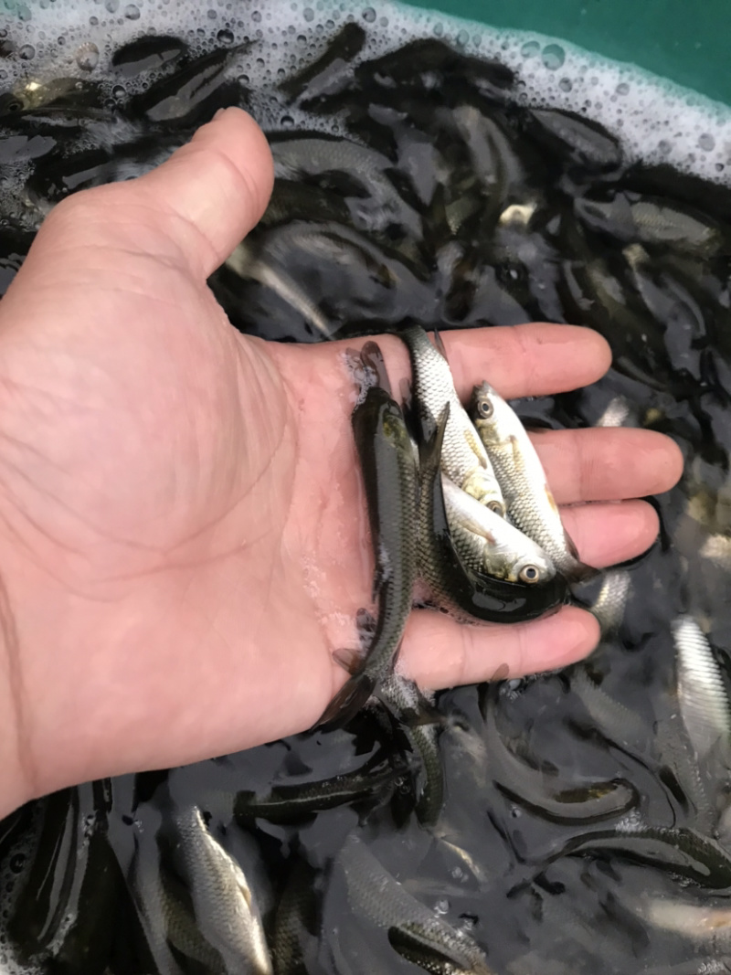 草鱼苗，场地大鱼苗规格齐全货到付款，送货上门，诚信经营