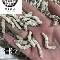 僵蚕保庆药业批发白僵蚕正品僵蚕正品僵蚕天虫