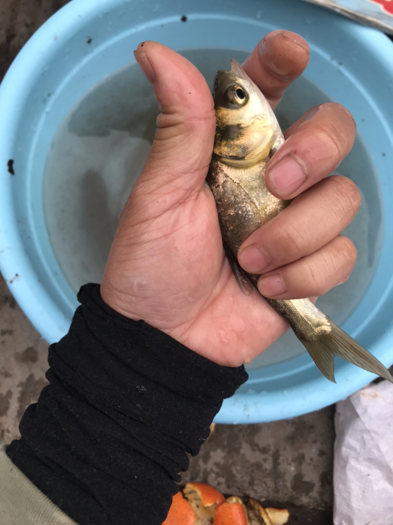 草鱼苗品种齐全价格实惠量大尤，送货上门，诚信经营