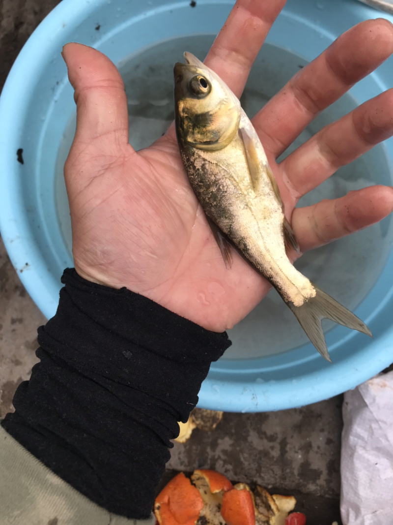 草鱼苗品种齐全价格实惠量大尤，送货上门，诚信经营