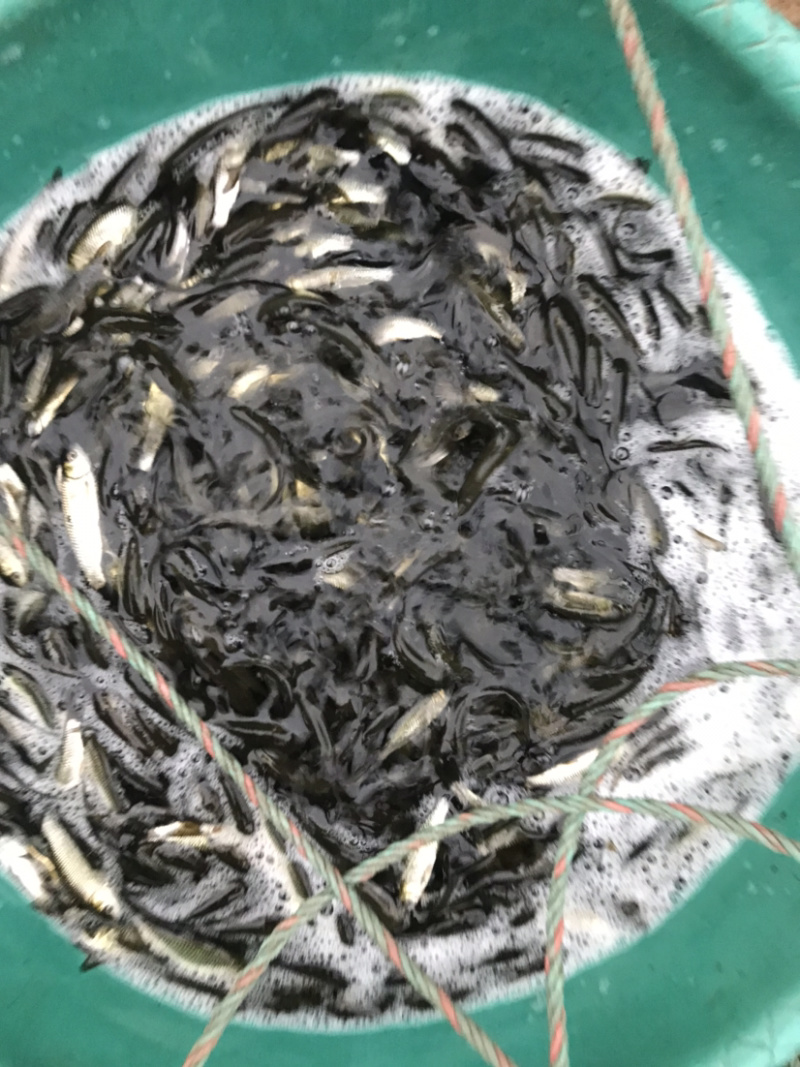 草鱼苗品种齐全价格实惠量大尤，送货上门，诚信经营
