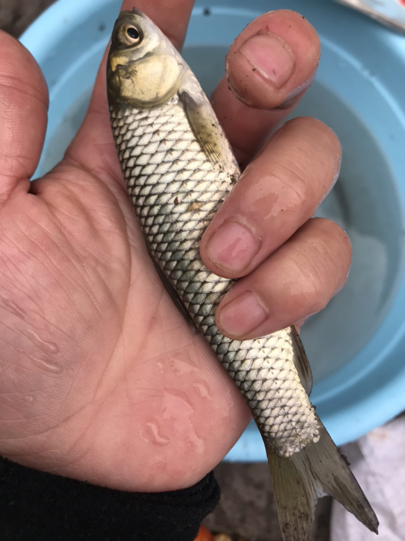 草鱼苗品种齐全价格实惠量大尤，送货上门，诚信经营