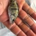 桂鱼！现货场地直销，大量批发！欢迎各位养殖户订购。
