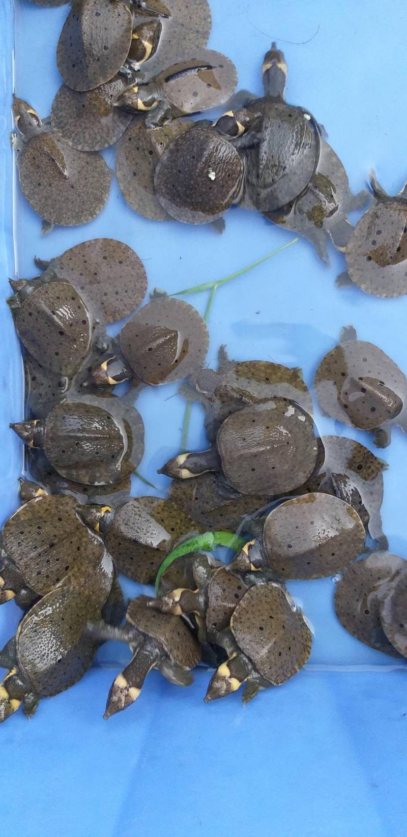 黄鲨甲鱼苗，大量批发各品种龟苗，甲鱼苗