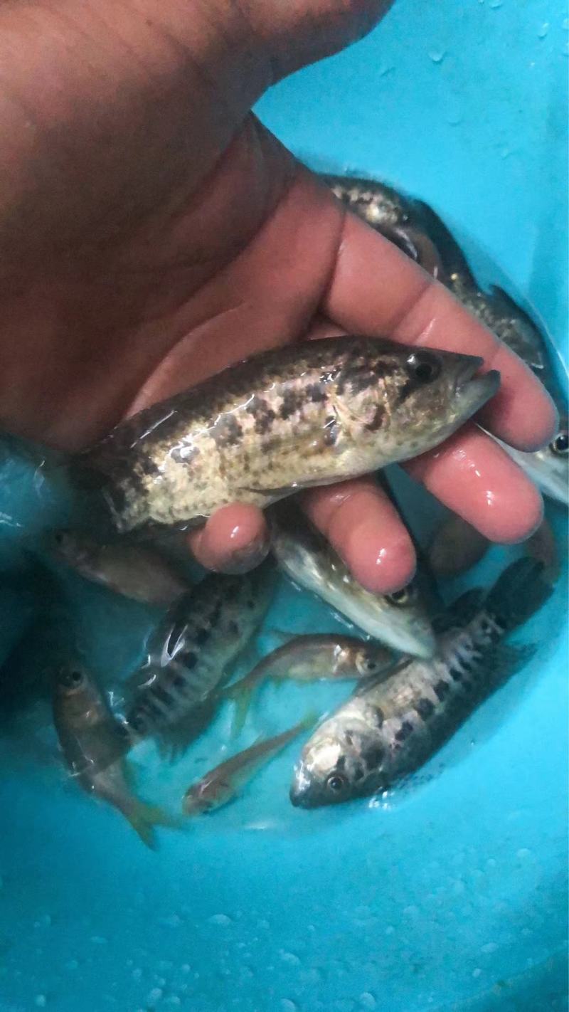 淡水石斑鱼苗，200亩鱼塘大量现货批发零售。欢迎全国客户