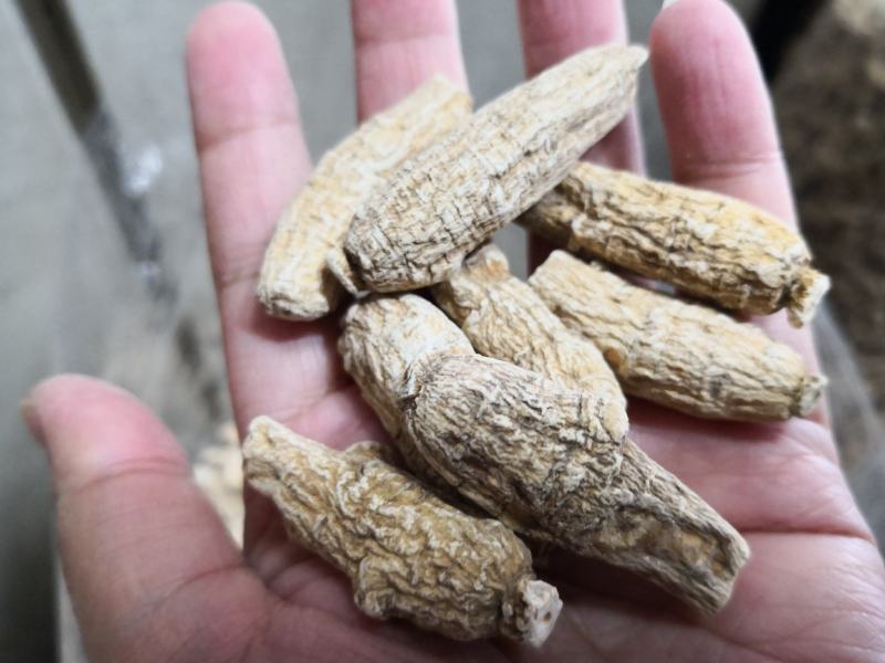 西洋参干货粒头含量高量大从优欢迎选购