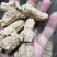 西洋参干货粒头含量高量大从优欢迎选购