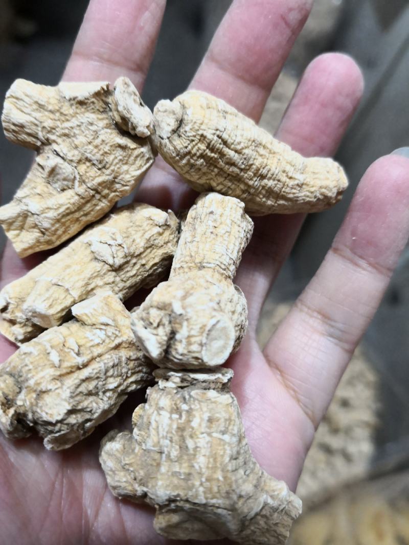 西洋参干货粒头含量高量大从优欢迎选购