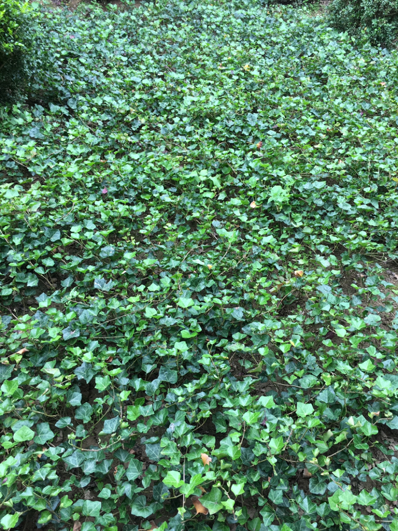 常春藤常青藤苗盆栽藤蔓常春藤苗40-50公分