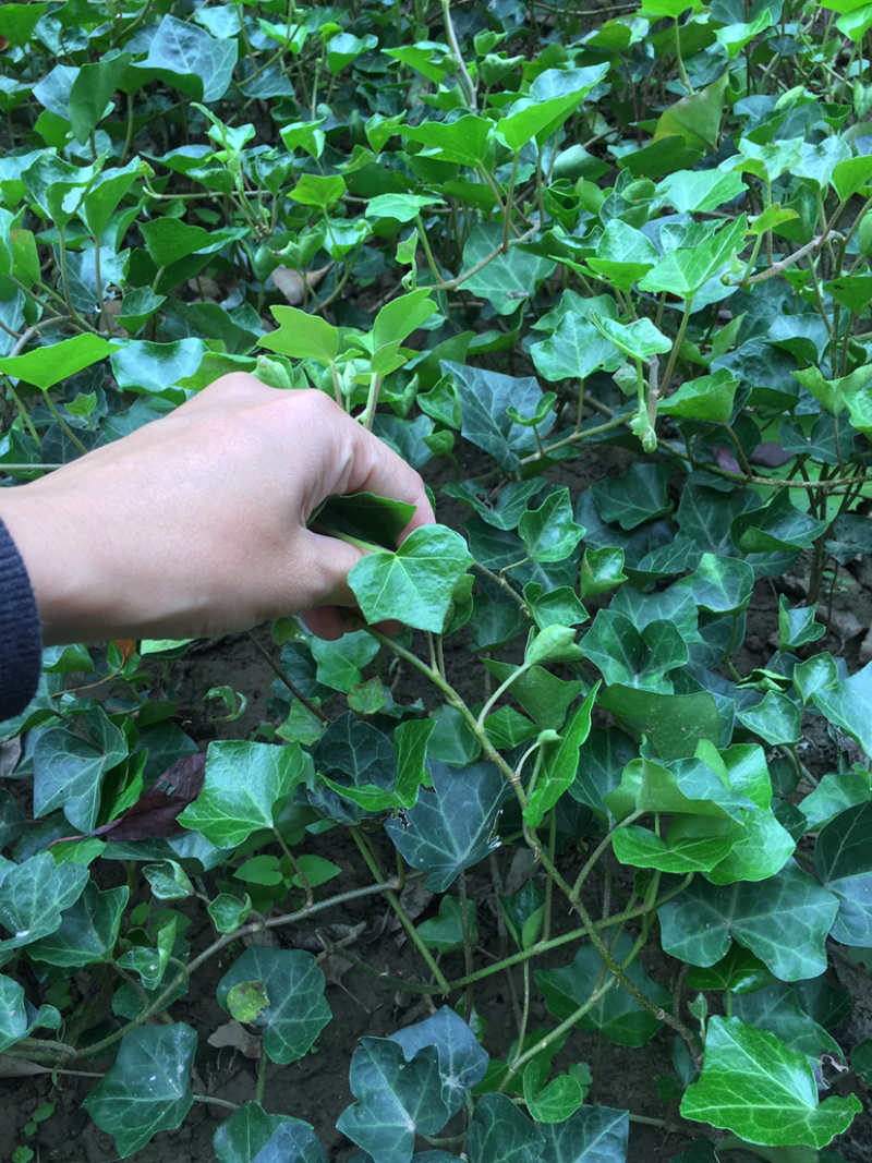 常春藤常青藤苗盆栽藤蔓常春藤苗40-50公分