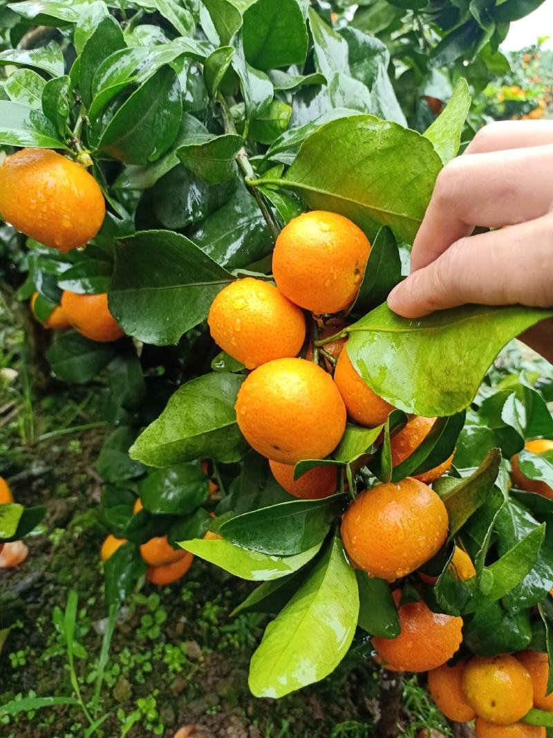 【广西金秋砂糖橘】皮薄肉甜入口化渣35-60产地直供