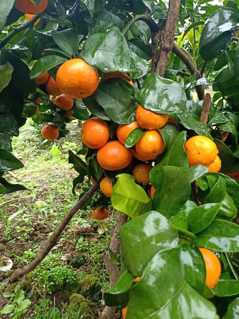 【广西金秋砂糖橘】皮薄肉甜入口化渣35-60产地直供