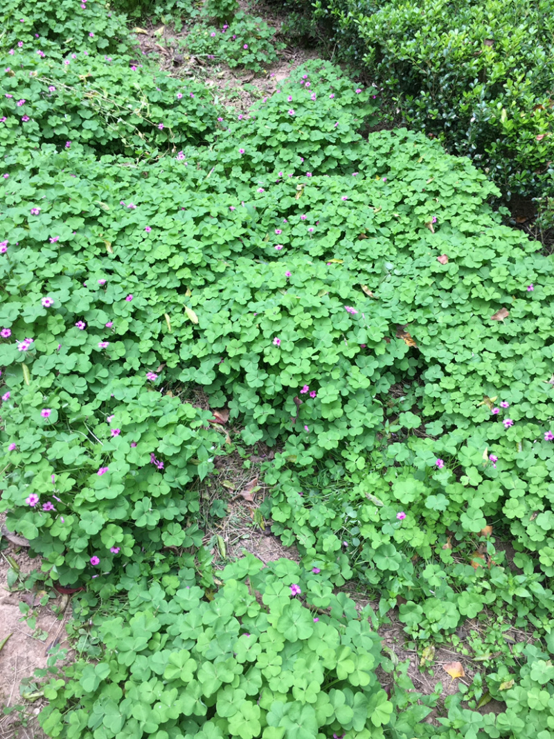 园林绿化苗木庭院地被植物花卉红花醡浆草红花草苗三叶幸运草