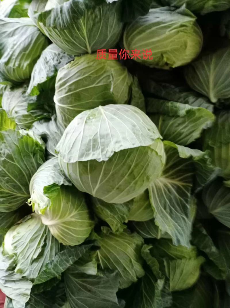 【实力】河南洋白菜扁包菜正在大量上市中，质量好价格优。