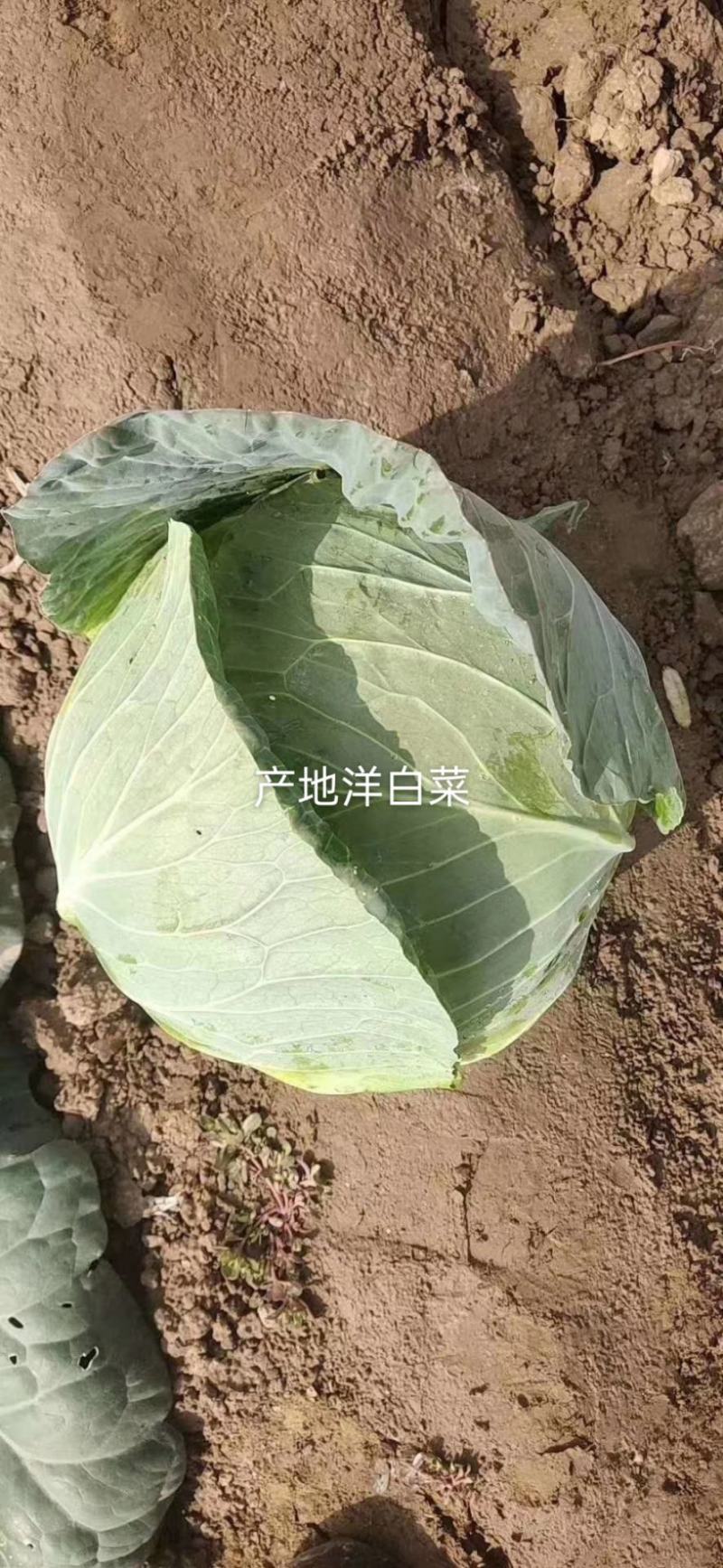 【实力】河南洋白菜扁包菜正在大量上市中，质量好价格优。