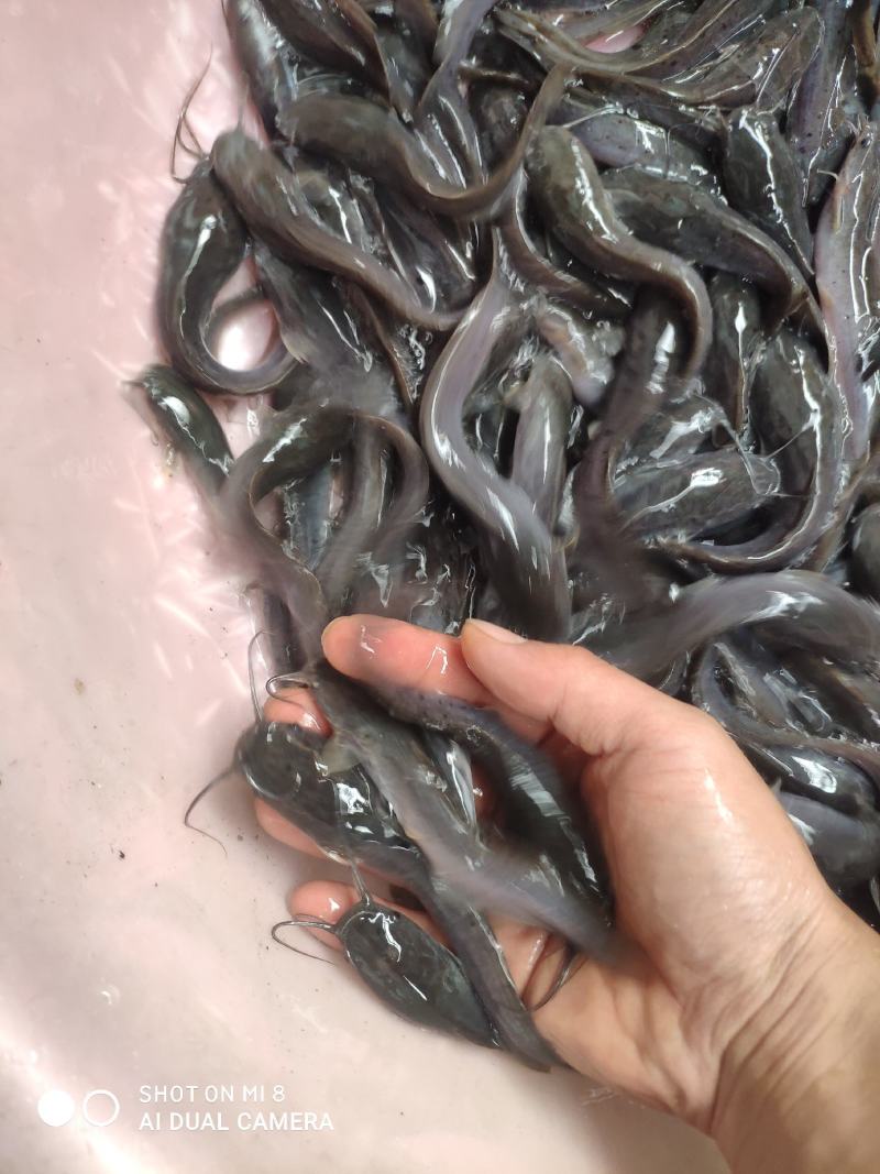 埃及鱼苗，埃及王，杂交埃及，快大埃及，各品种大量现货批发