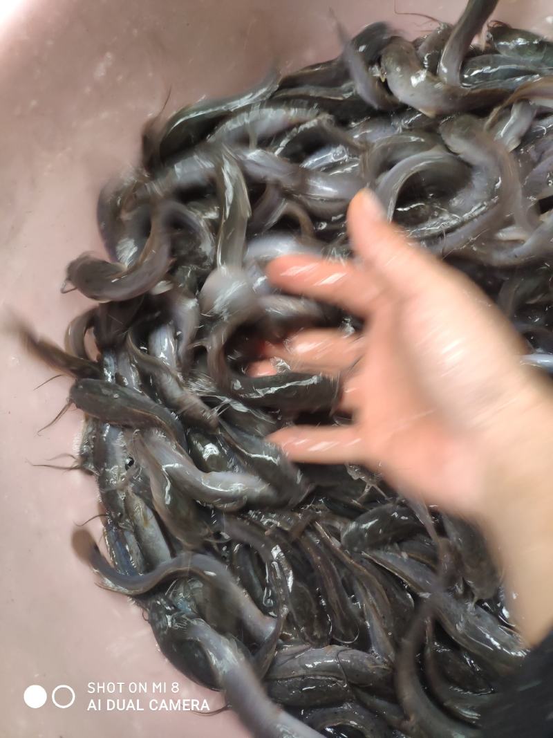 埃及鱼苗，埃及王，杂交埃及，快大埃及，各品种大量现货批发