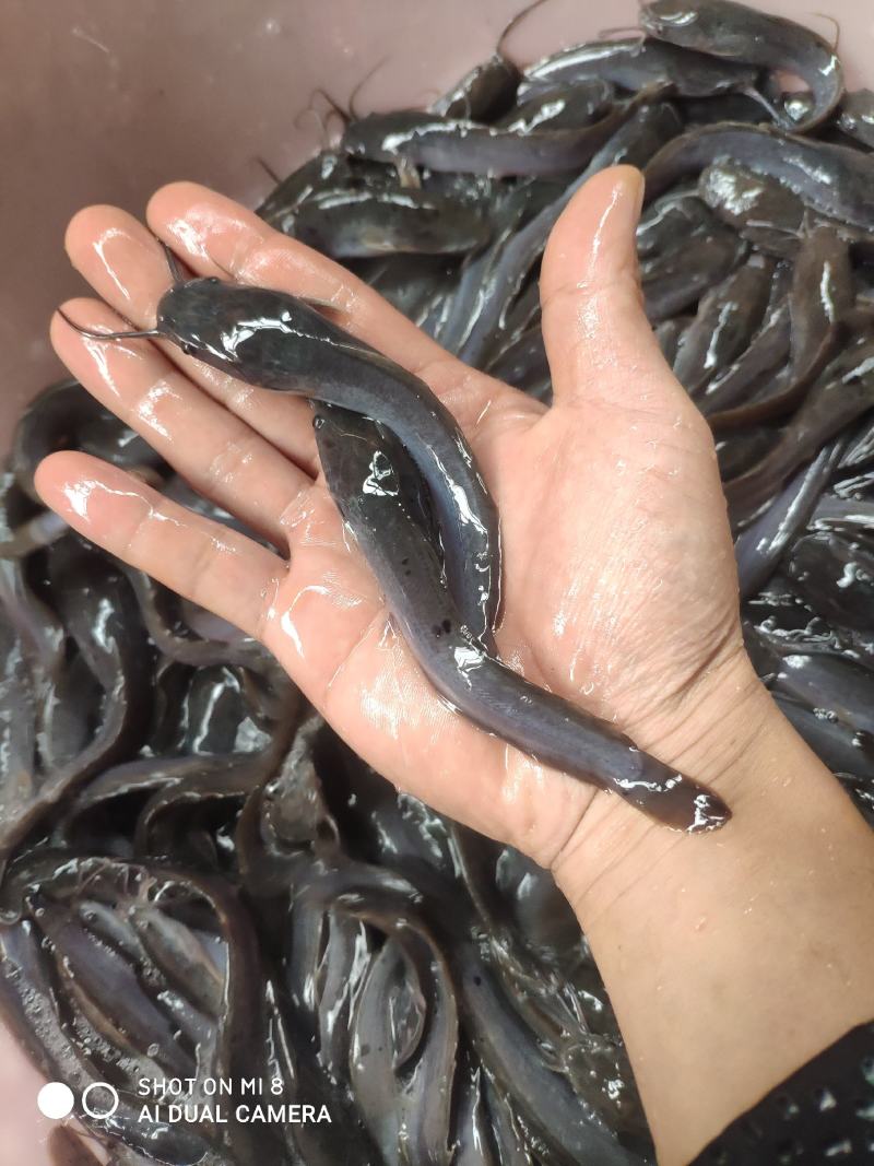 埃及鱼苗，埃及王，杂交埃及，快大埃及，各品种大量现货批发