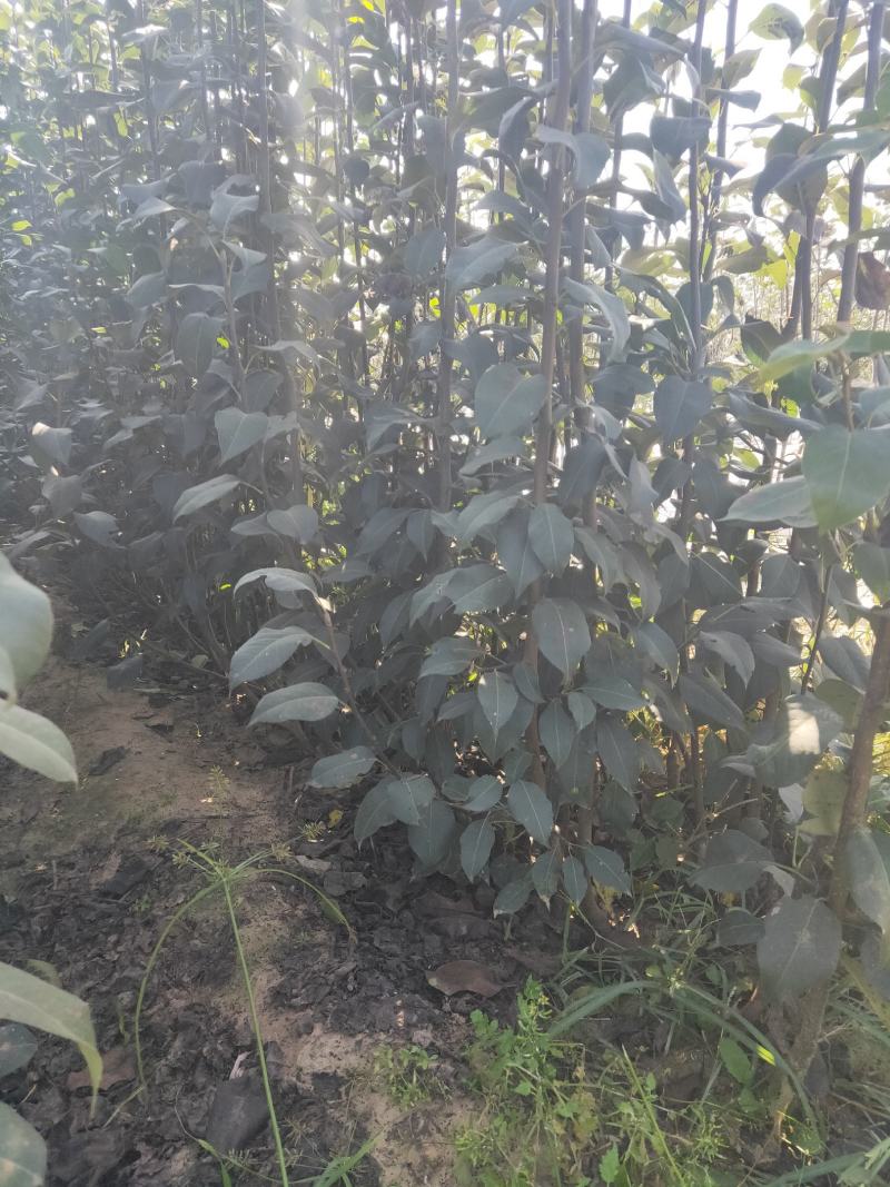 早酥梨树苗/河北梨树苗/梨苗/优质梨树苗