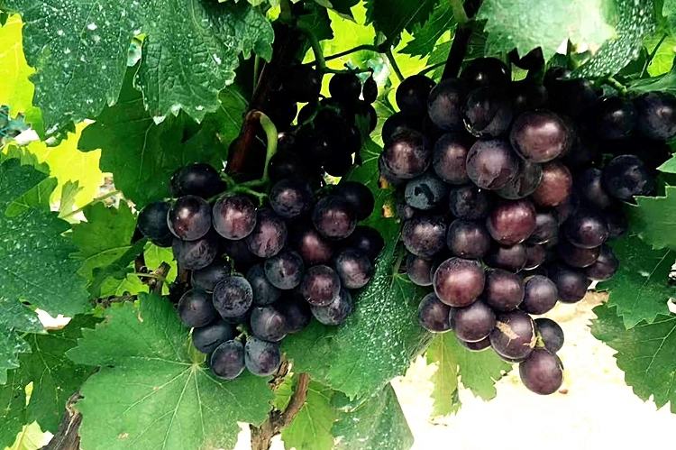 葡萄压碎与糖分层图