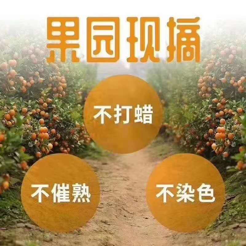 石门蜜橘——自家果园现摘柑橘出售
