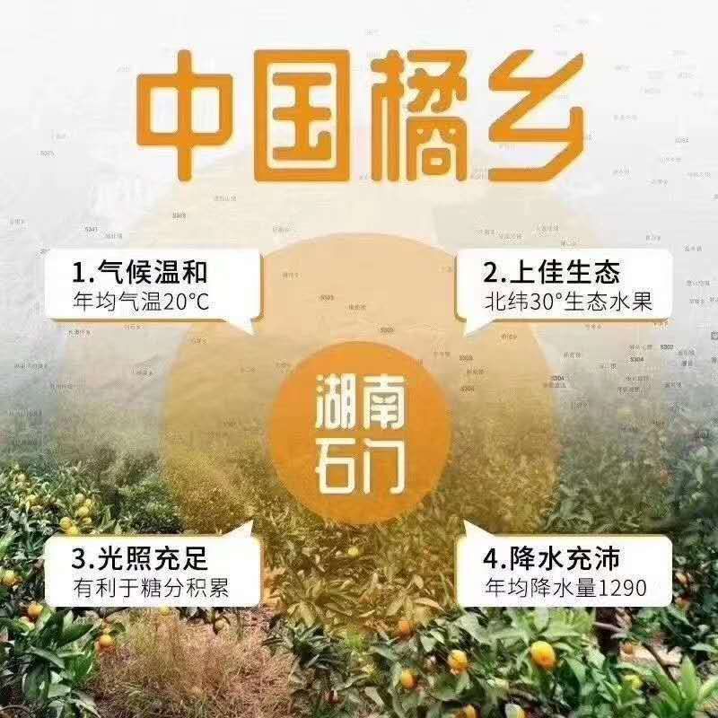 石门蜜橘——自家果园现摘柑橘出售