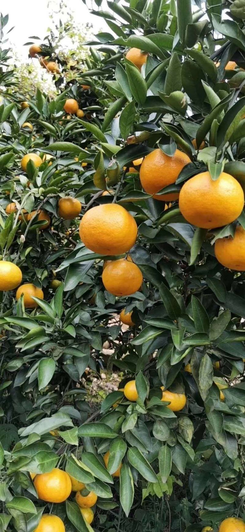 石门蜜橘——自家果园现摘柑橘出售