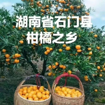 石门蜜橘——自家果园现摘柑橘出售