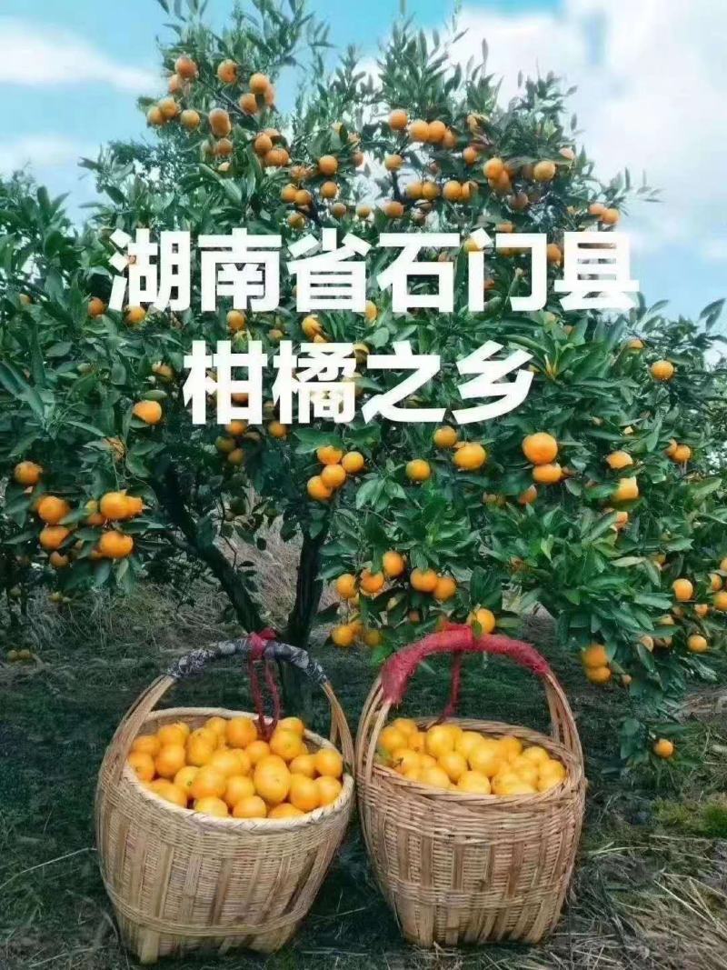石门蜜橘——自家果园现摘柑橘出售