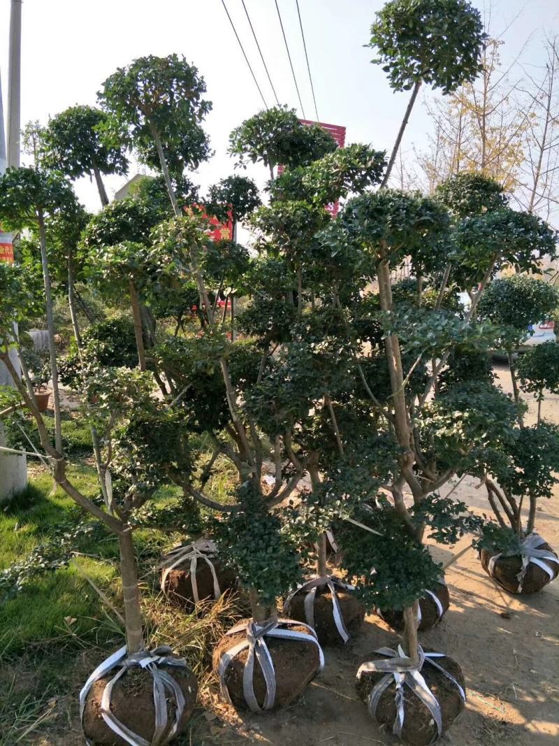 小叶女贞造型，女贞球