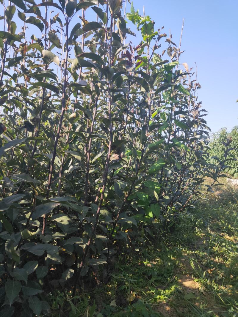 新梨7号梨树苗/河北梨树苗/梨苗/优质梨树苗