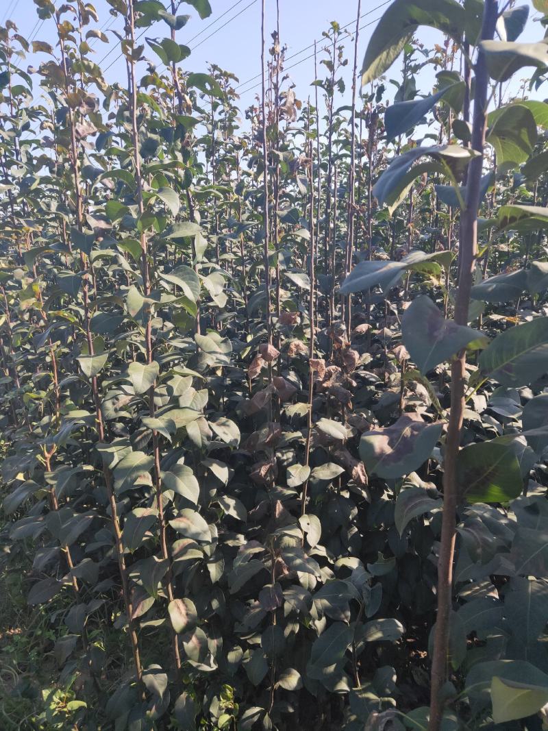 新梨7号梨树苗/河北梨树苗/梨苗/优质梨树苗