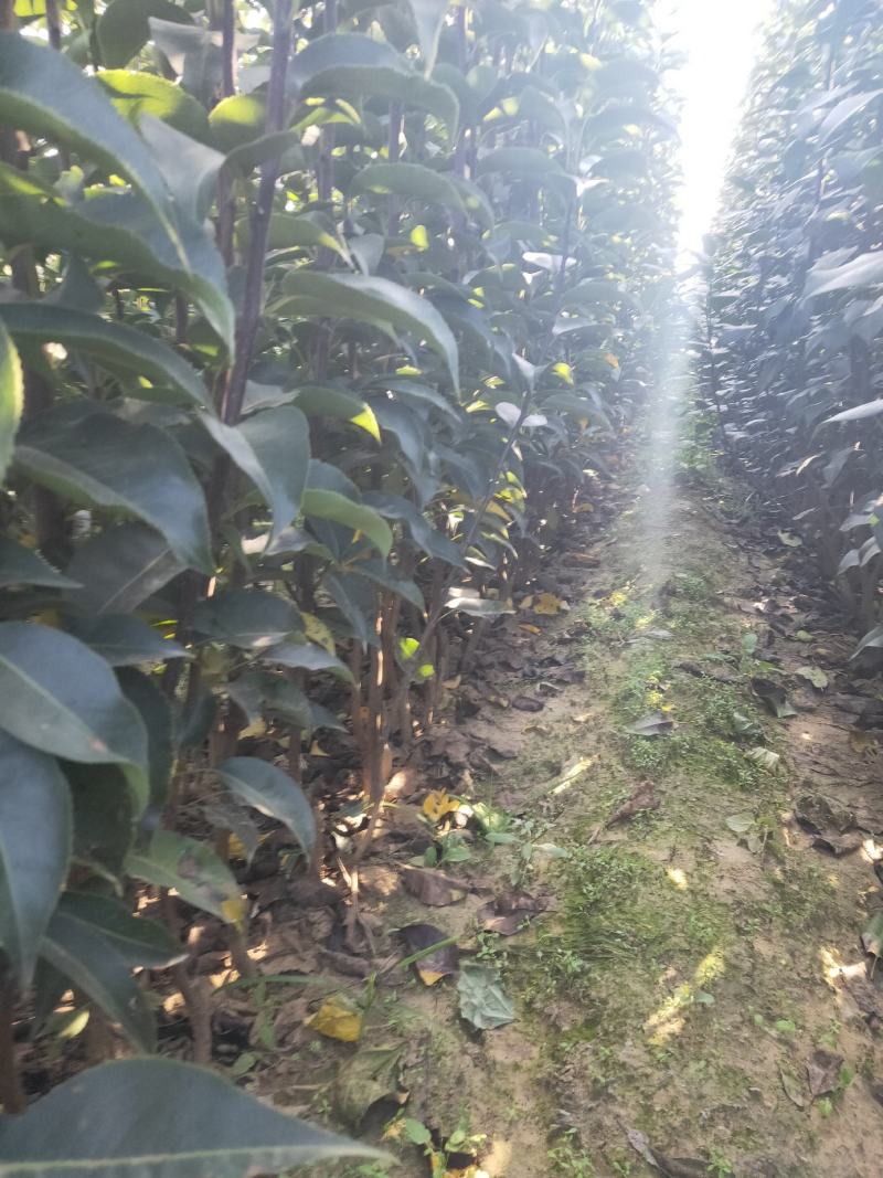 新梨7号梨树苗/河北梨树苗/梨苗/优质梨树苗