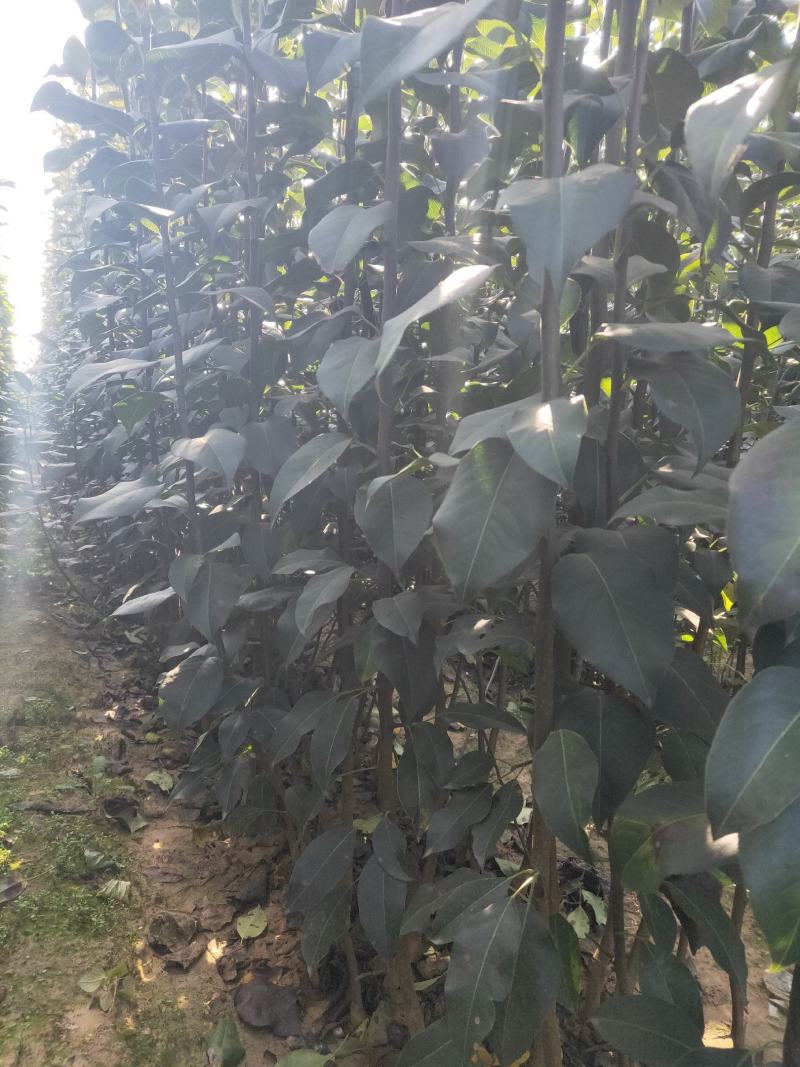 新梨7号梨树苗/河北梨树苗/梨苗/优质梨树苗