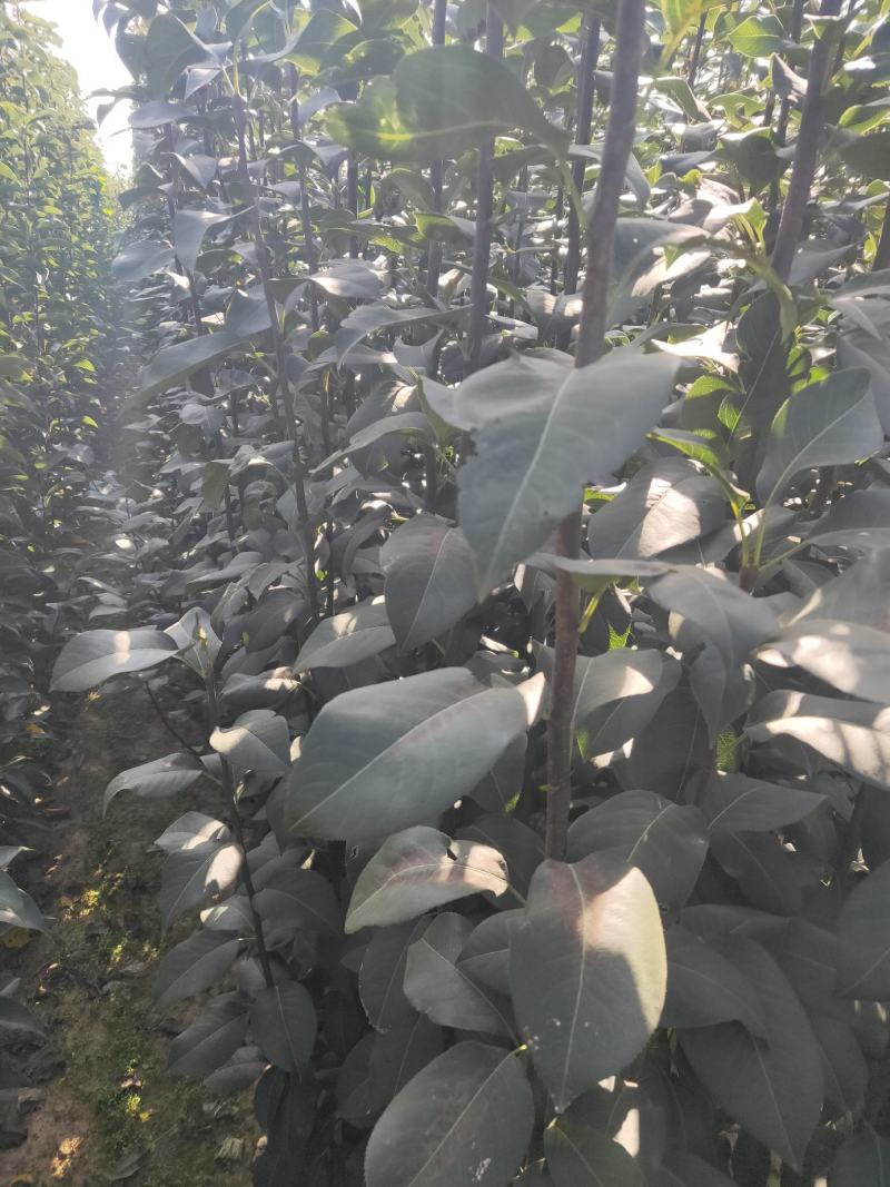 新梨7号梨树苗/河北梨树苗/梨苗/优质梨树苗
