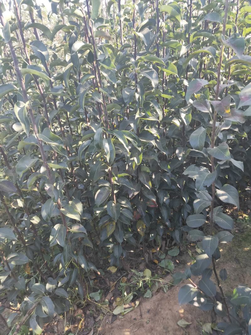 新梨7号梨树苗/河北梨树苗/梨苗/优质梨树苗