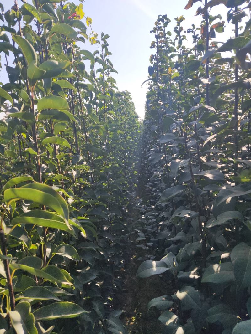 新梨7号梨树苗/河北梨树苗/梨苗/优质梨树苗
