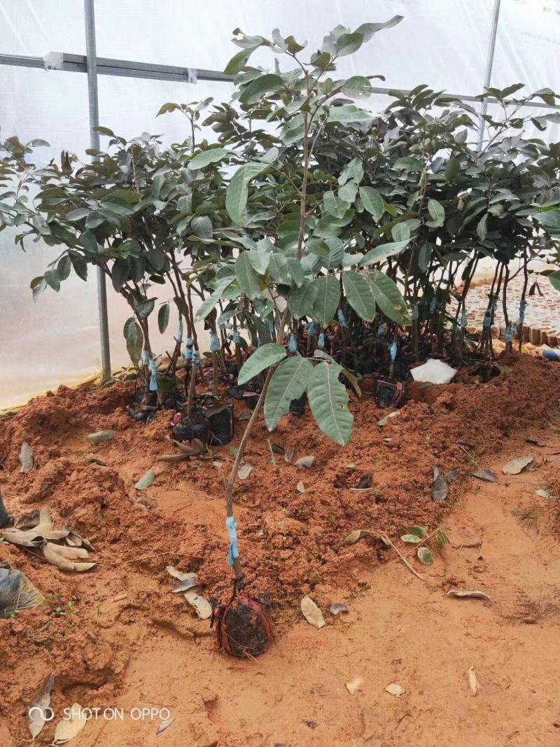 红皮龙眼苗嫁接苗盆栽地栽都可以