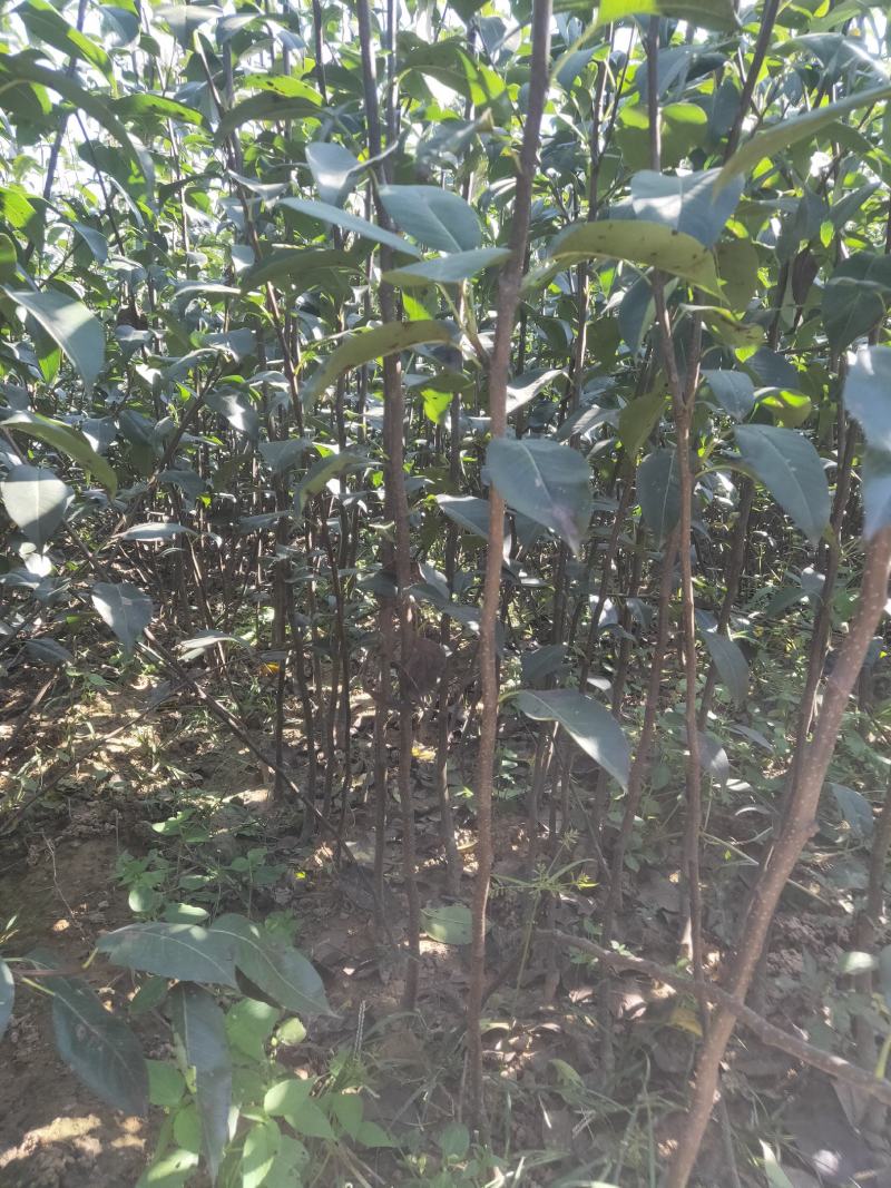 玉露香梨树苗/河北梨树苗/梨苗/优质梨树苗