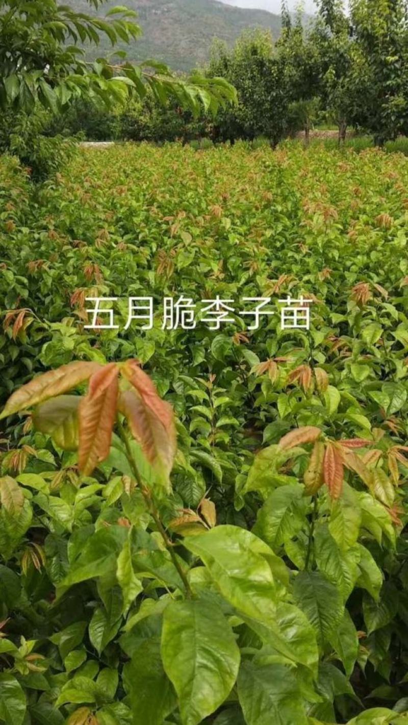 五月脆李子苗四川省汉源县水果之乡