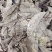 野生番石榴叶芭乐叶干货，可代打粉，无杂质