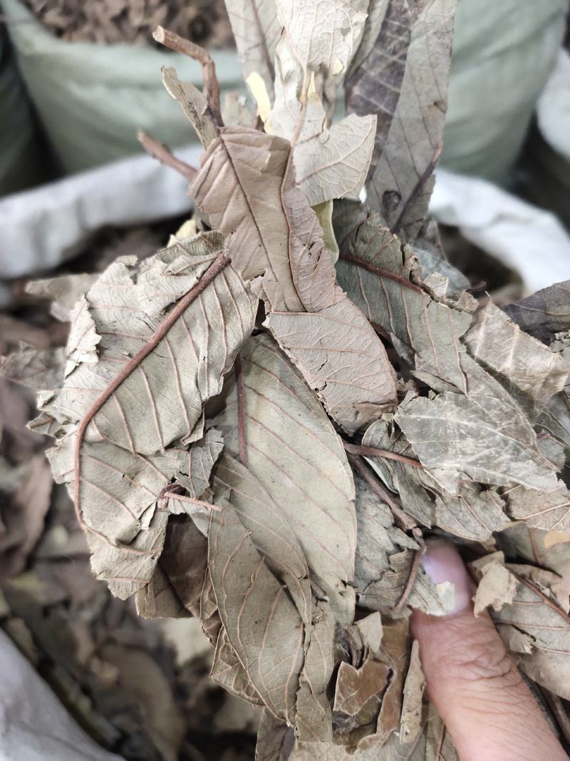 野生番石榴叶芭乐叶干货，可代打粉，无杂质