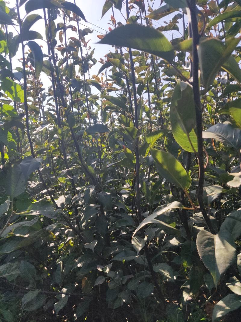 圆黄梨树苗/河北梨树苗/梨苗/优质梨树苗