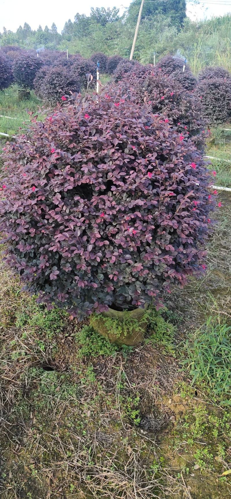 场地直供红继木球各种规格
