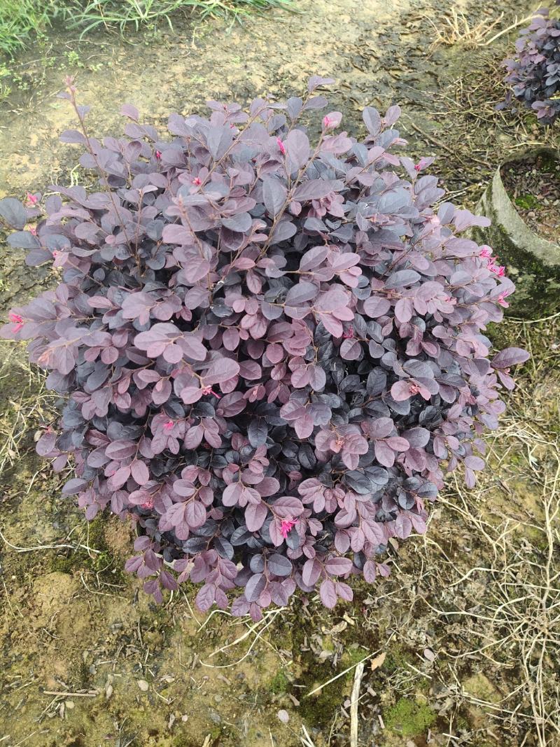 场地直供红继木球各种规格