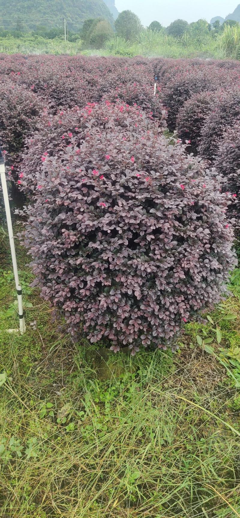 场地直供红继木球各种规格