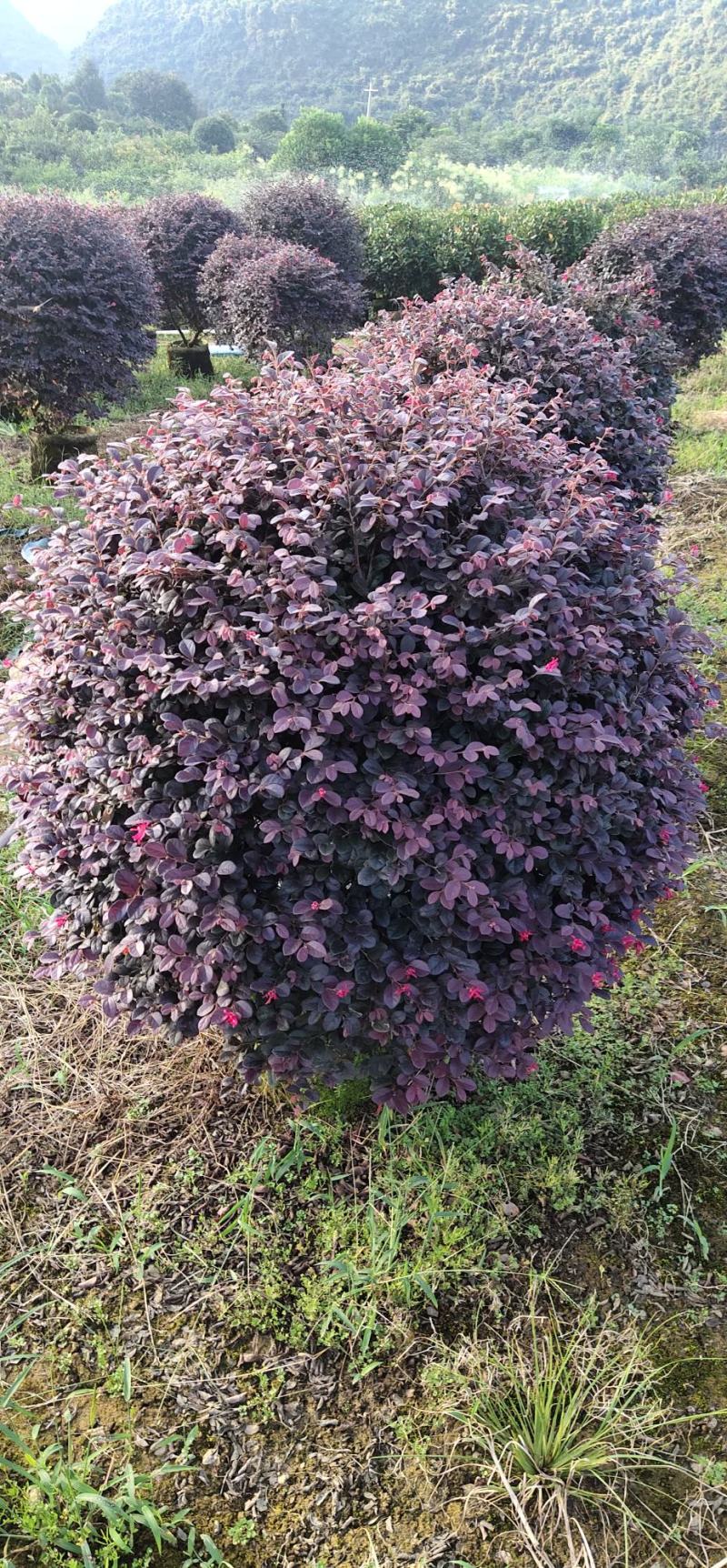 场地直供红继木球各种规格